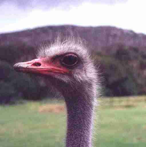 Autruche... Ah vous aviez devin�?