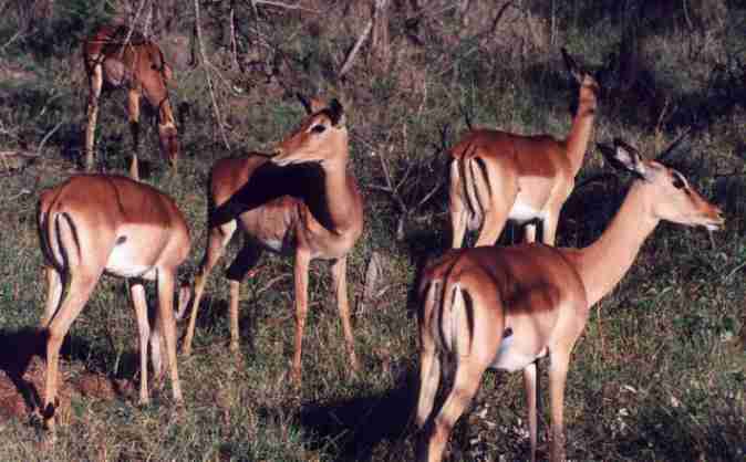 Troupeau d'impalas.