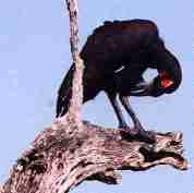 Il est tr�s rare que ce type d'oiseau soit dans un arbre, vous pourrez mieux les observer � terre.