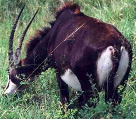 Autre esp�ce d'antilope. Si vous connaissez son nom, dites le moi...merci d'avance