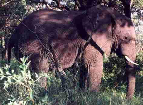 El�phant du Parc Kruger.
