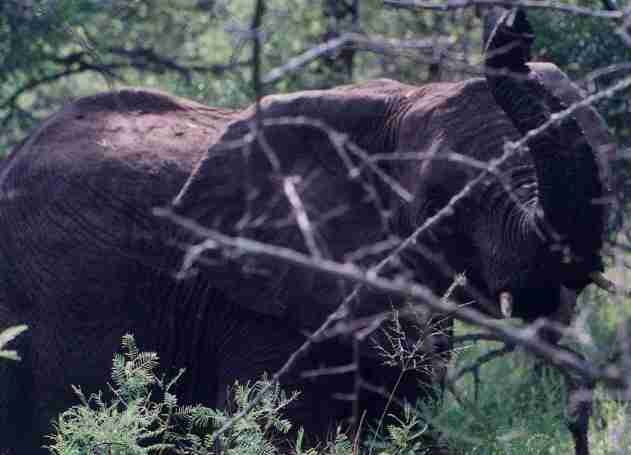S�rial killer...un quoi? Un s�rial killer...??? Un tueur en s�rie...Ah un s�rial killer...D�sol�!!!