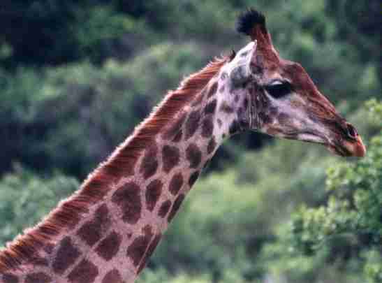 Girafe.