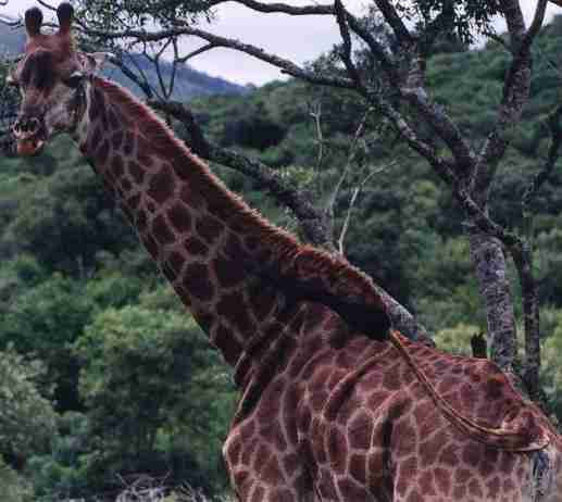 Girafe d'Hluhluwe.