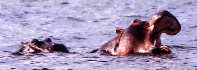 Hippopotame du Zamb�ze.