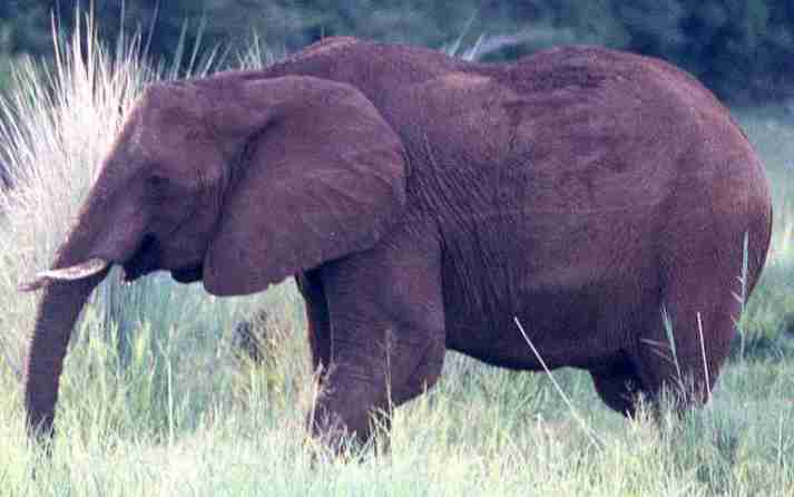 Dernier adieu � l'�l�phant du Zimbawe.