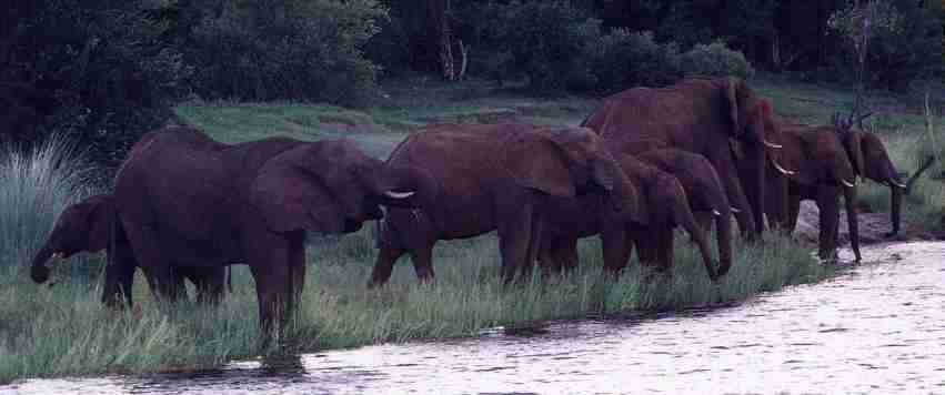 Troupeau d'�l�phants venant s'abreuver.