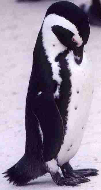 Onaurait l'appeler "Timide"...