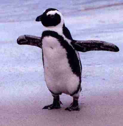 Manchots de Simon's Town.