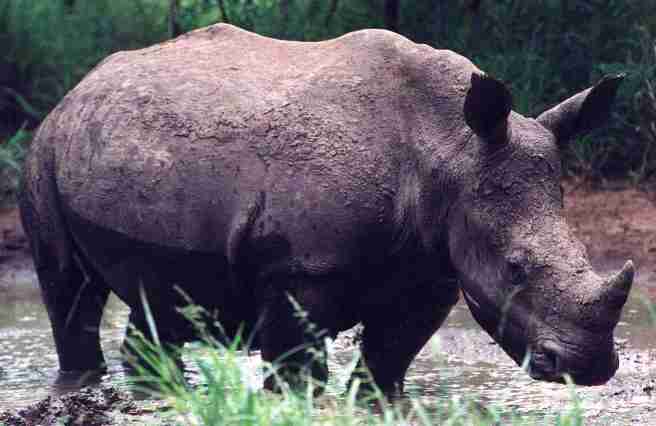 Rhinoc�ros du Swaziland.