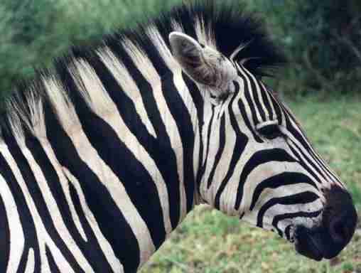 Z�bre d'Afrique du Sud.